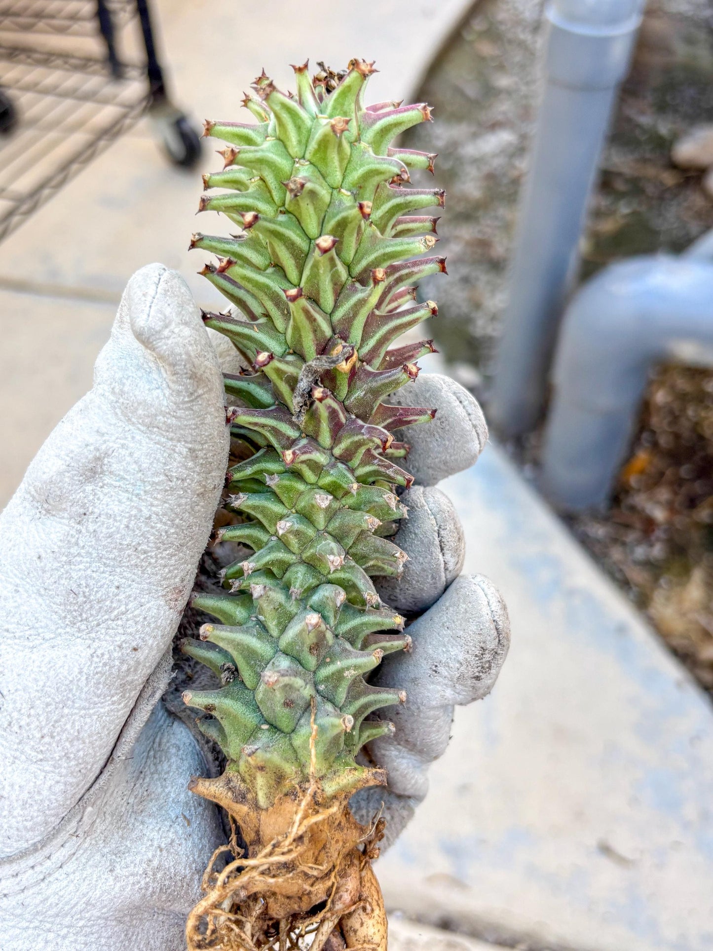 Monadenium Guentheri (o) | Rare Plants