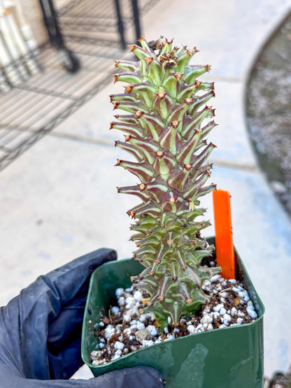 Monadenium Guentheri (o) | Rare Plants
