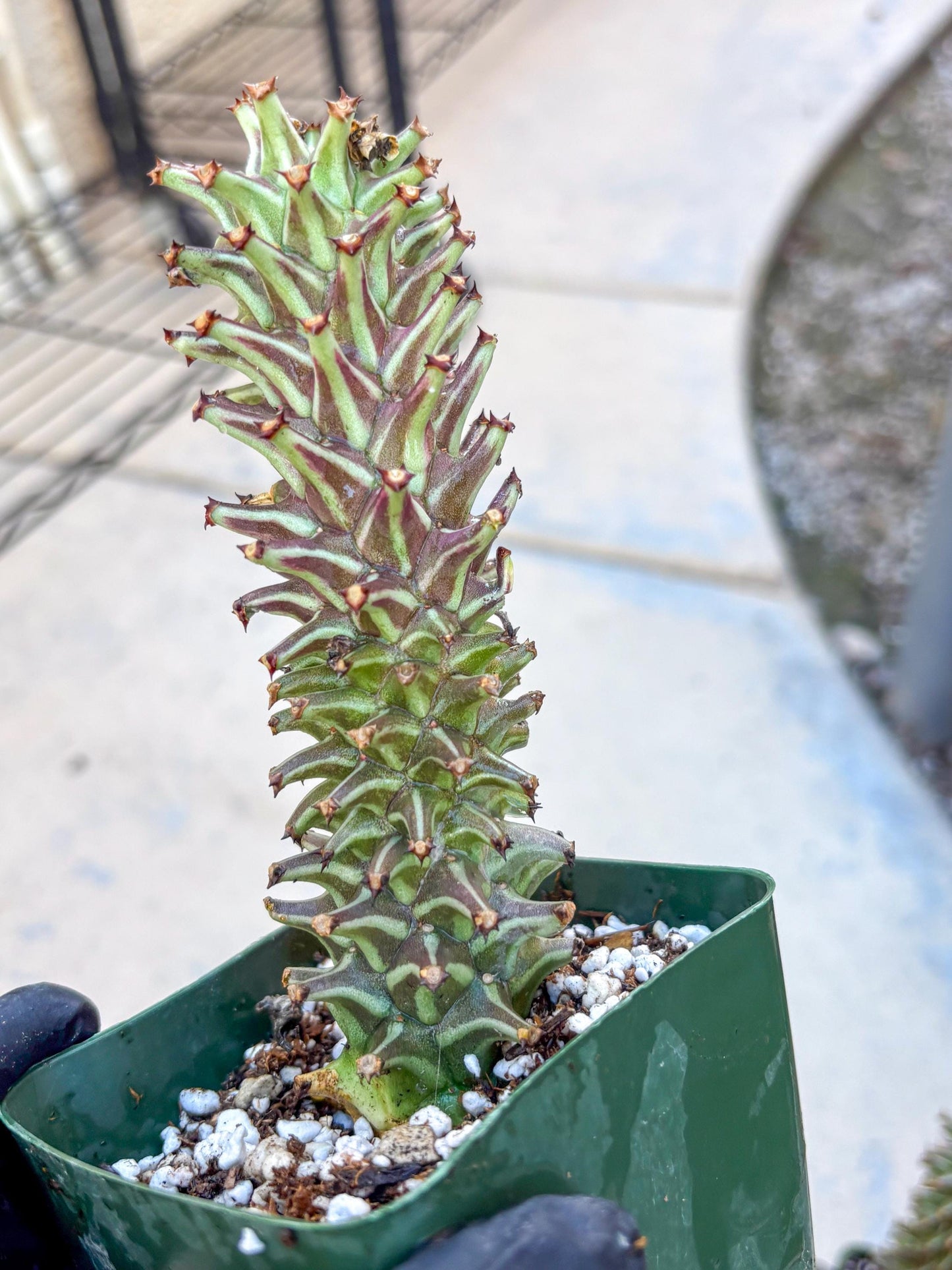 Monadenium Guentheri (o) | Rare Plants