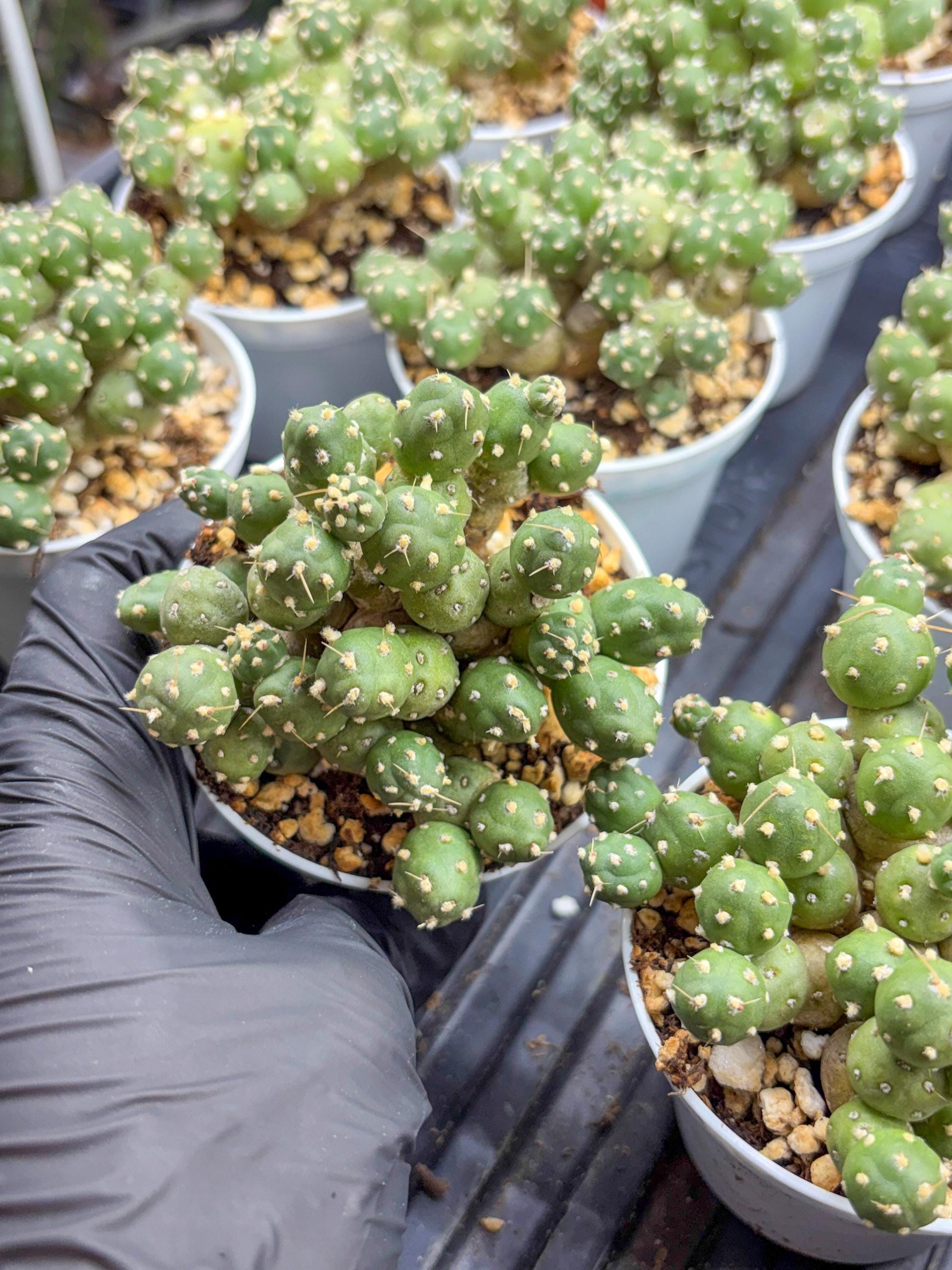 Tephrocactus Rossianus | Sellers Choice