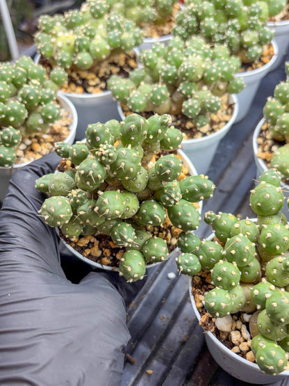 Tephrocactus Rossianus | Sellers Choice