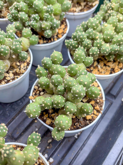 Tephrocactus Rossianus | Sellers Choice