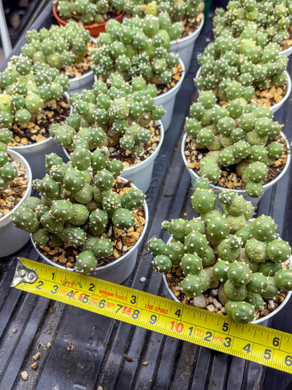 Tephrocactus Rossianus | Sellers Choice
