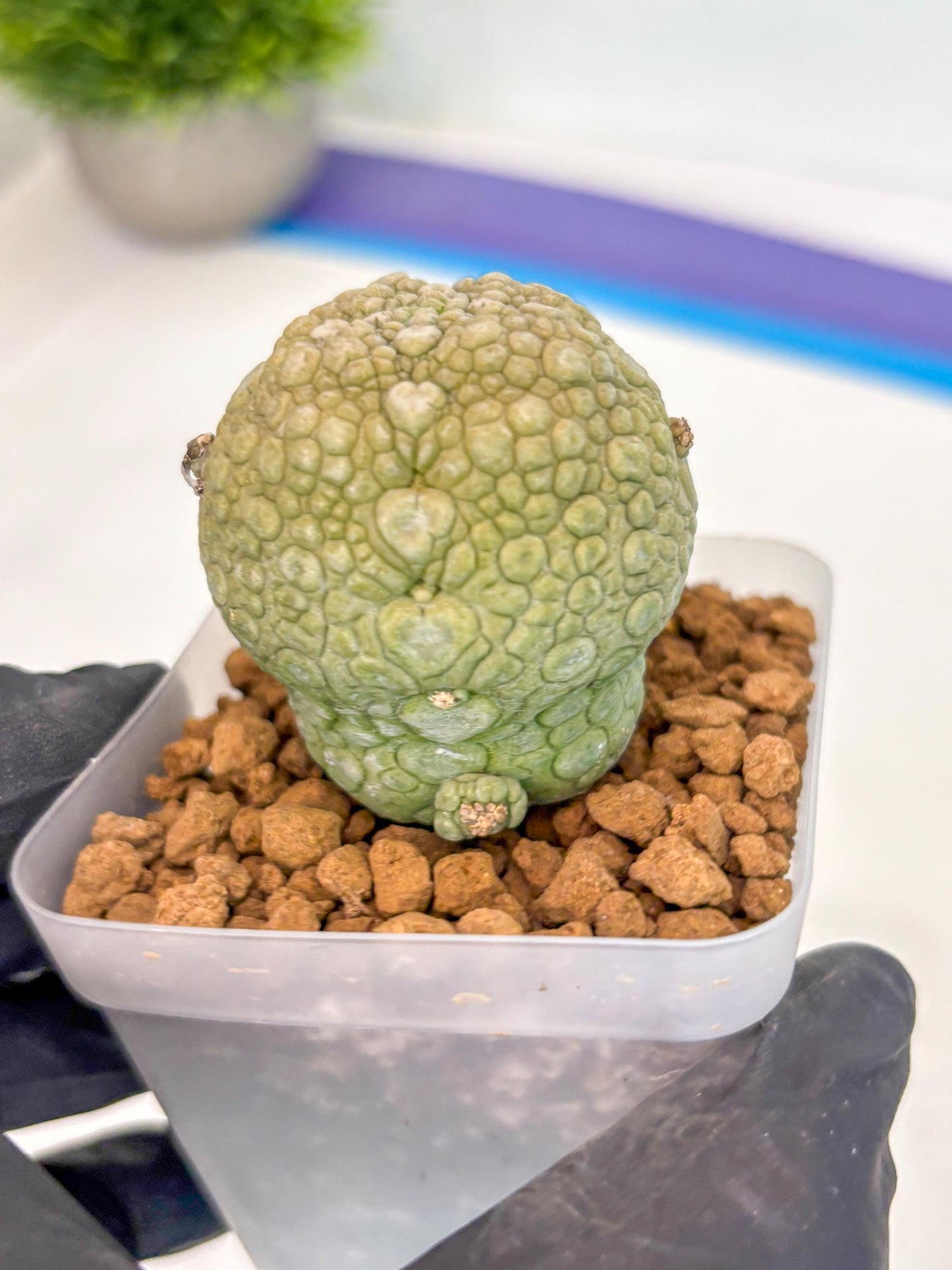 Pseudolithos Migiurtinus (1) | Rare Cactus