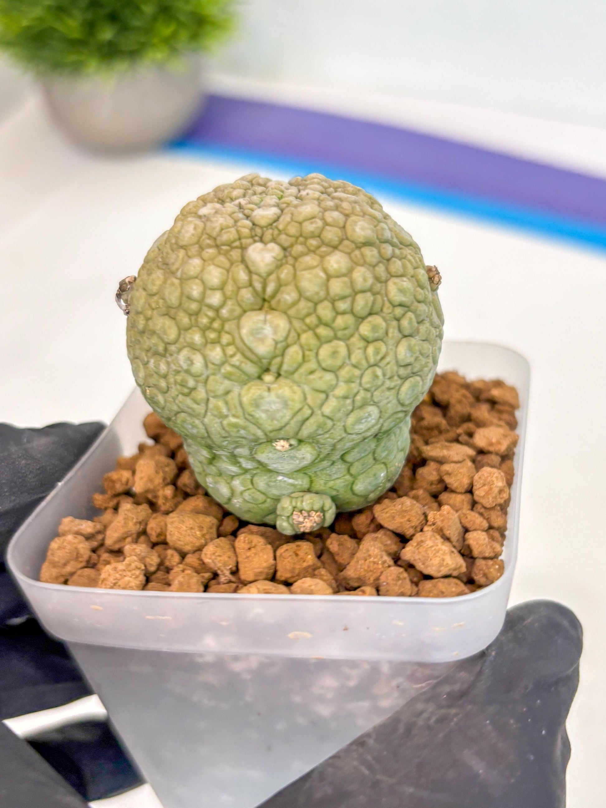 Pseudolithos Migiurtinus (1) | Rare Cactus
