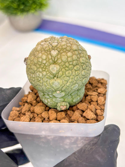 Pseudolithos Migiurtinus (1) | Rare Cactus