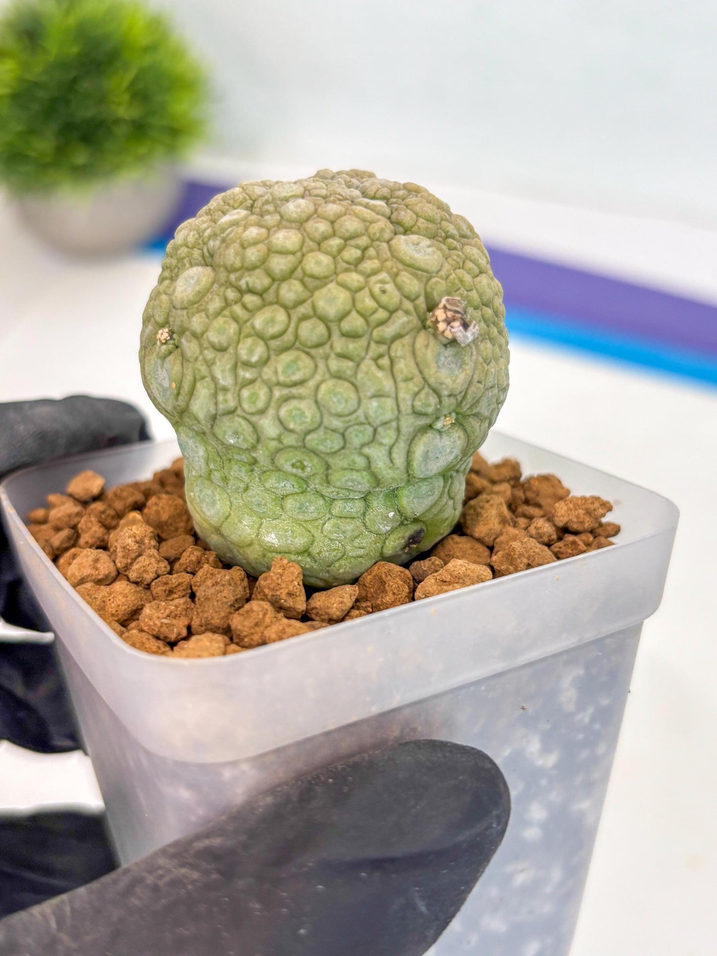 Pseudolithos Migiurtinus (1) | Rare Cactus