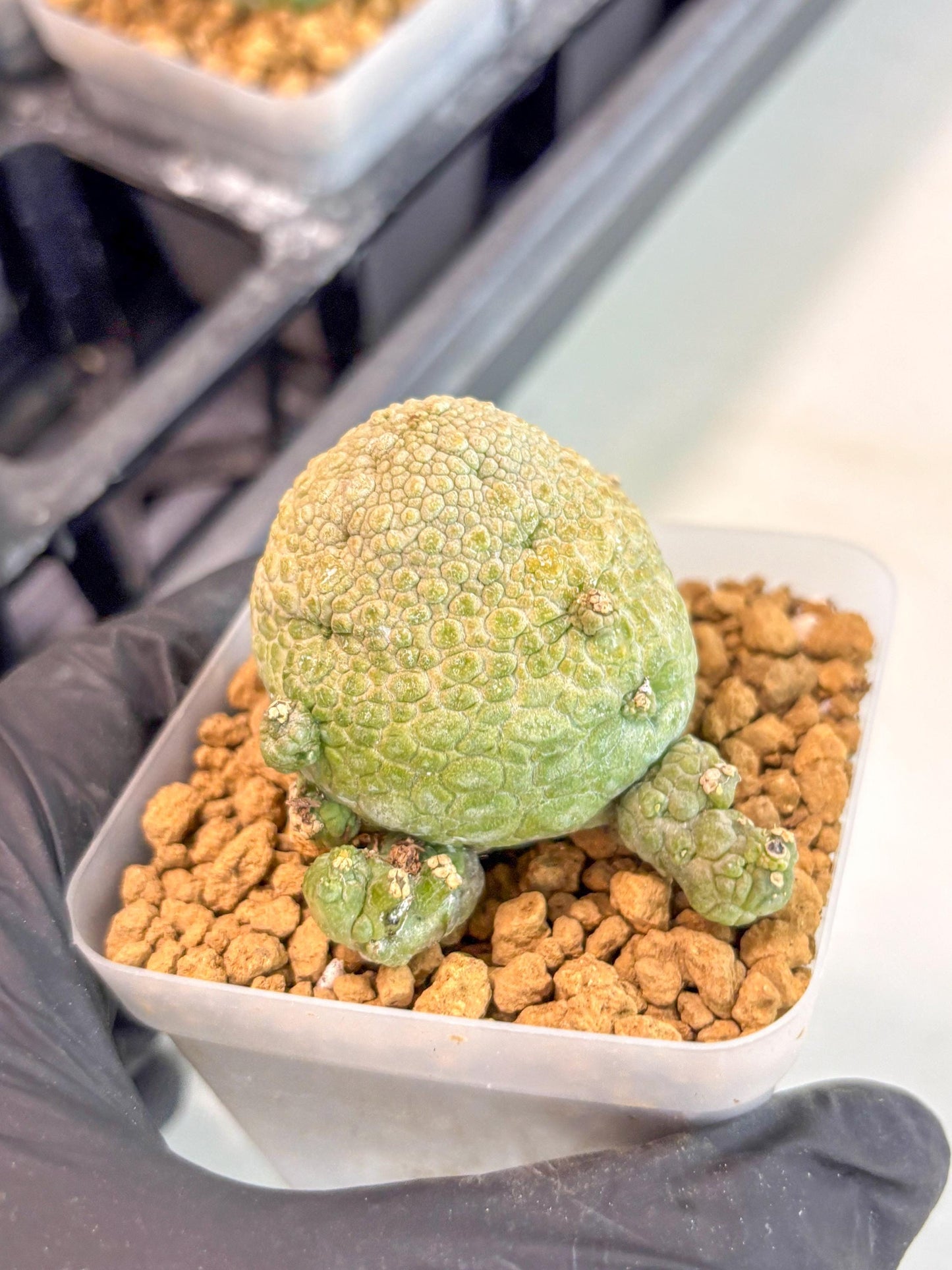 Pseudolithos Migiurtinus (2) | Rare Cactus
