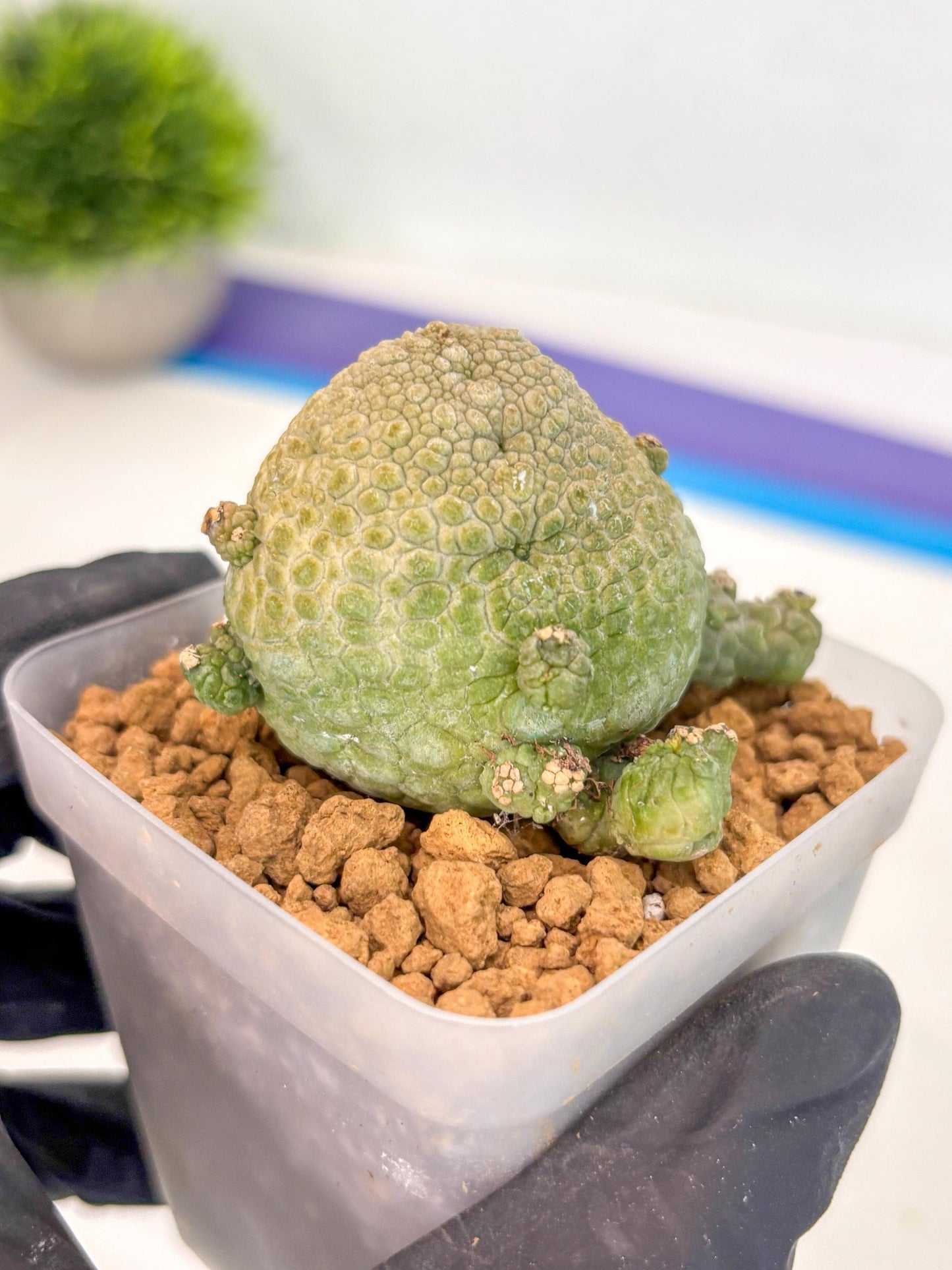 Pseudolithos Migiurtinus (2) | Rare Cactus