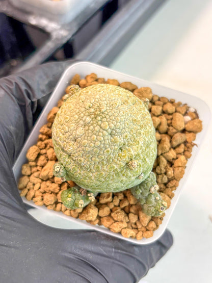 Pseudolithos Migiurtinus (2) | Rare Cactus