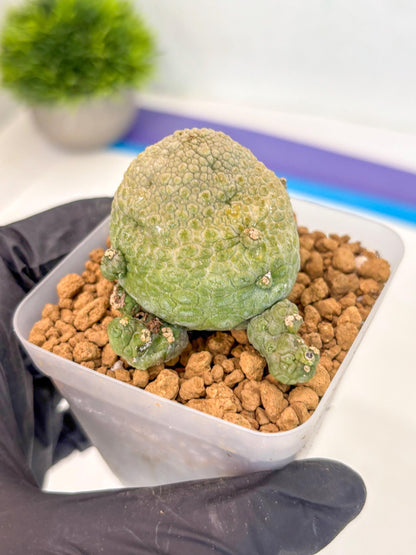 Pseudolithos Migiurtinus (2) | Rare Cactus