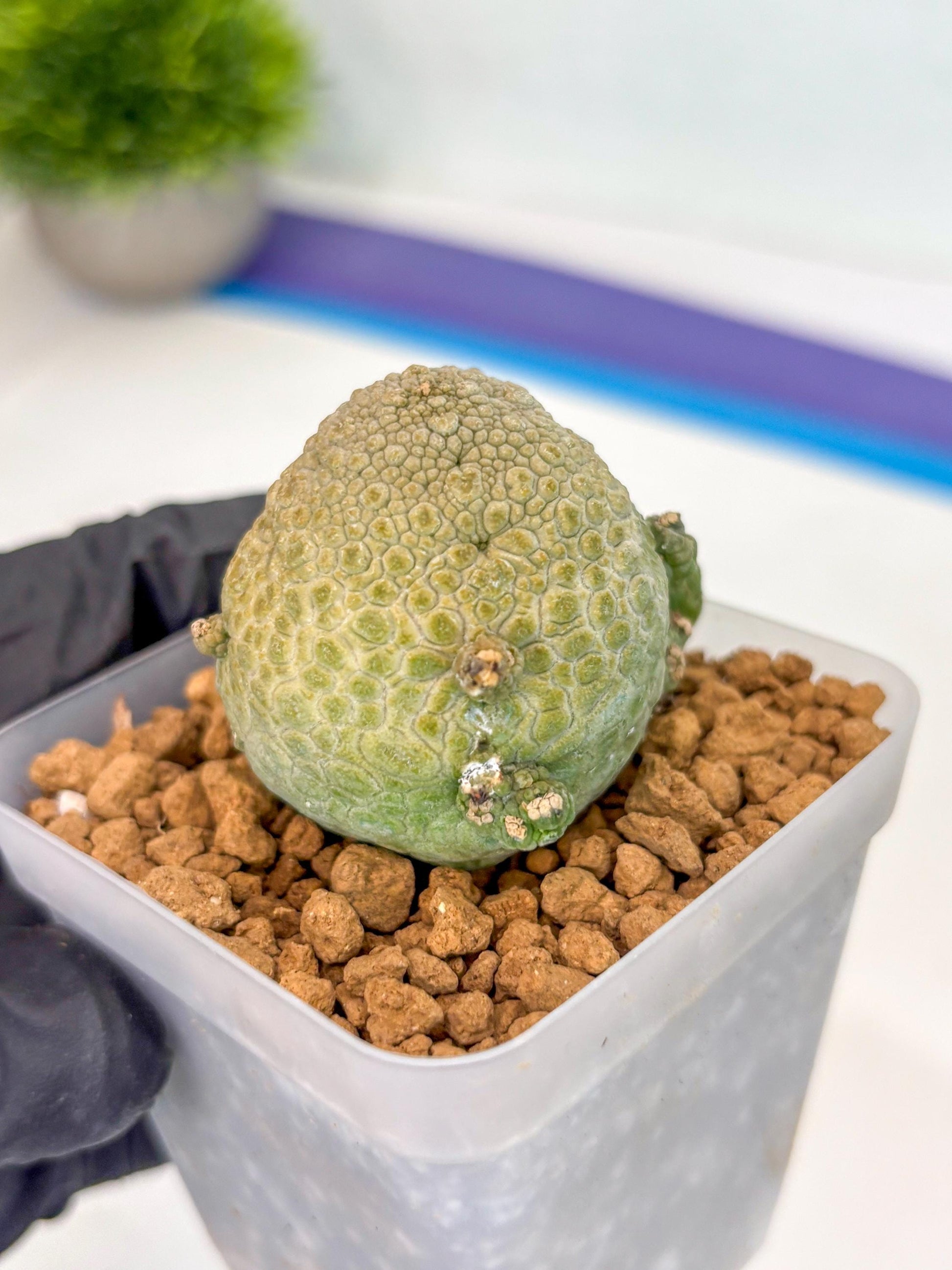 Pseudolithos Migiurtinus (2) | Rare Cactus
