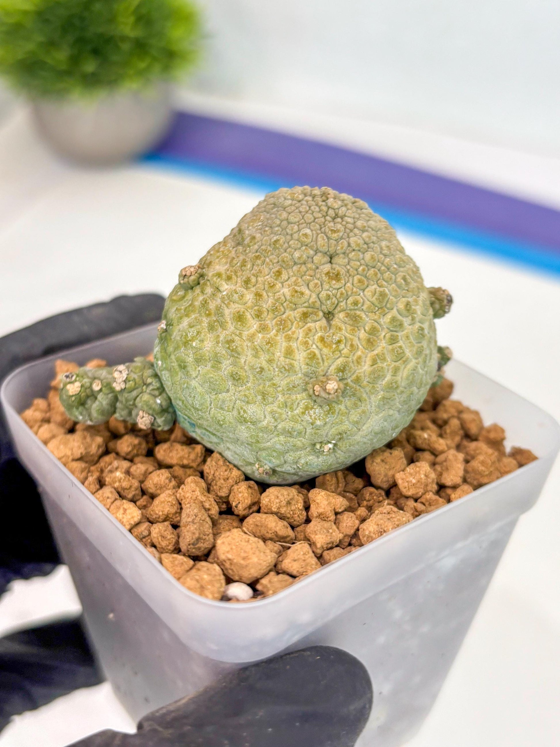 Pseudolithos Migiurtinus (2) | Rare Cactus