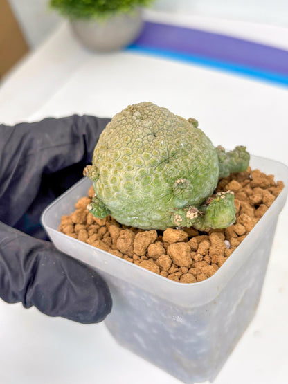Pseudolithos Migiurtinus (2) | Rare Cactus