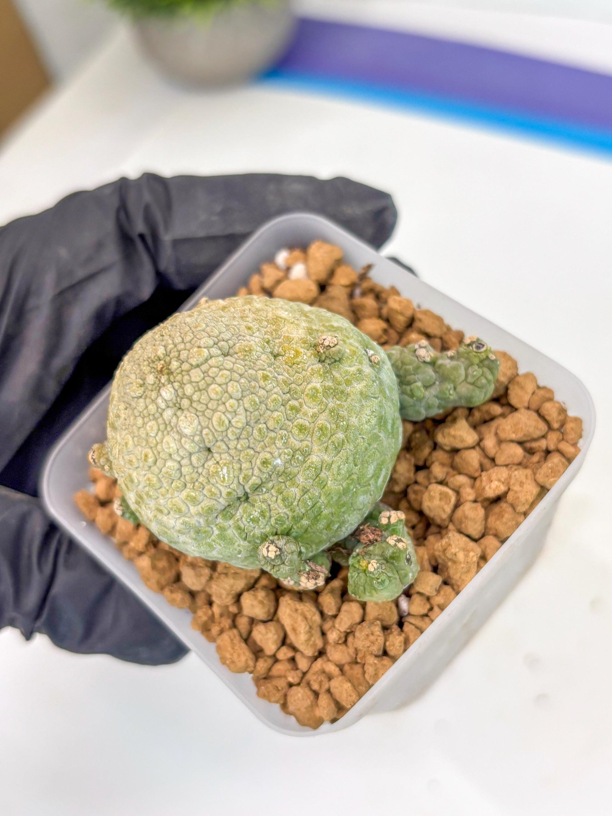 Pseudolithos Migiurtinus (2) | Rare Cactus