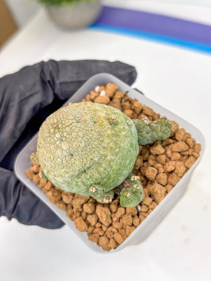 Pseudolithos Migiurtinus (2) | Rare Cactus