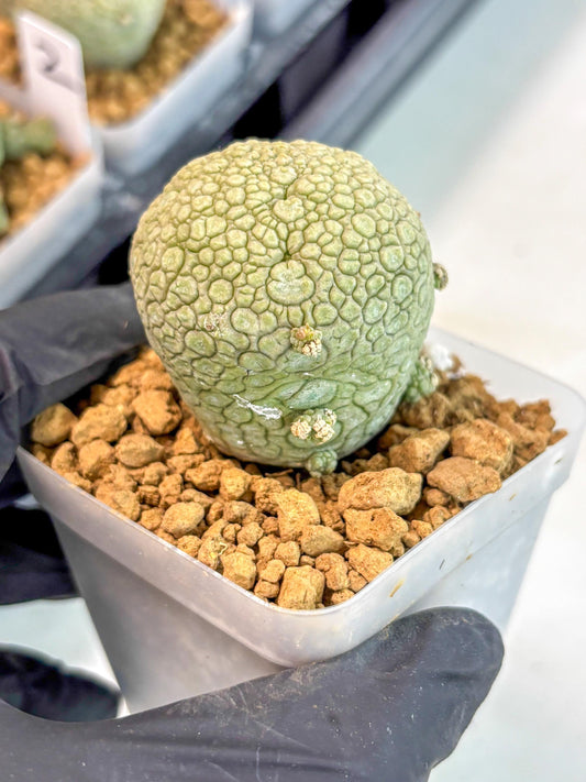 Pseudolithos Migiurtinus (8) | Rare Cactus