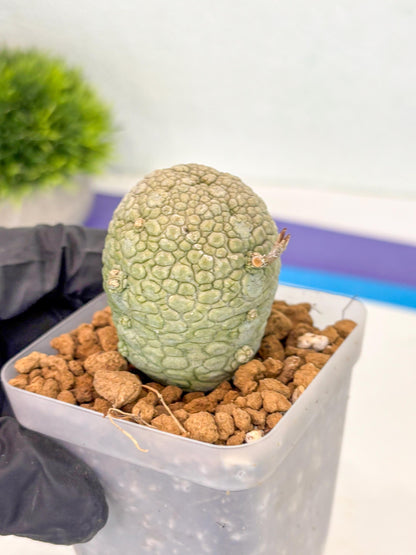 Pseudolithos Migiurtinus (14) | Rare Cactus