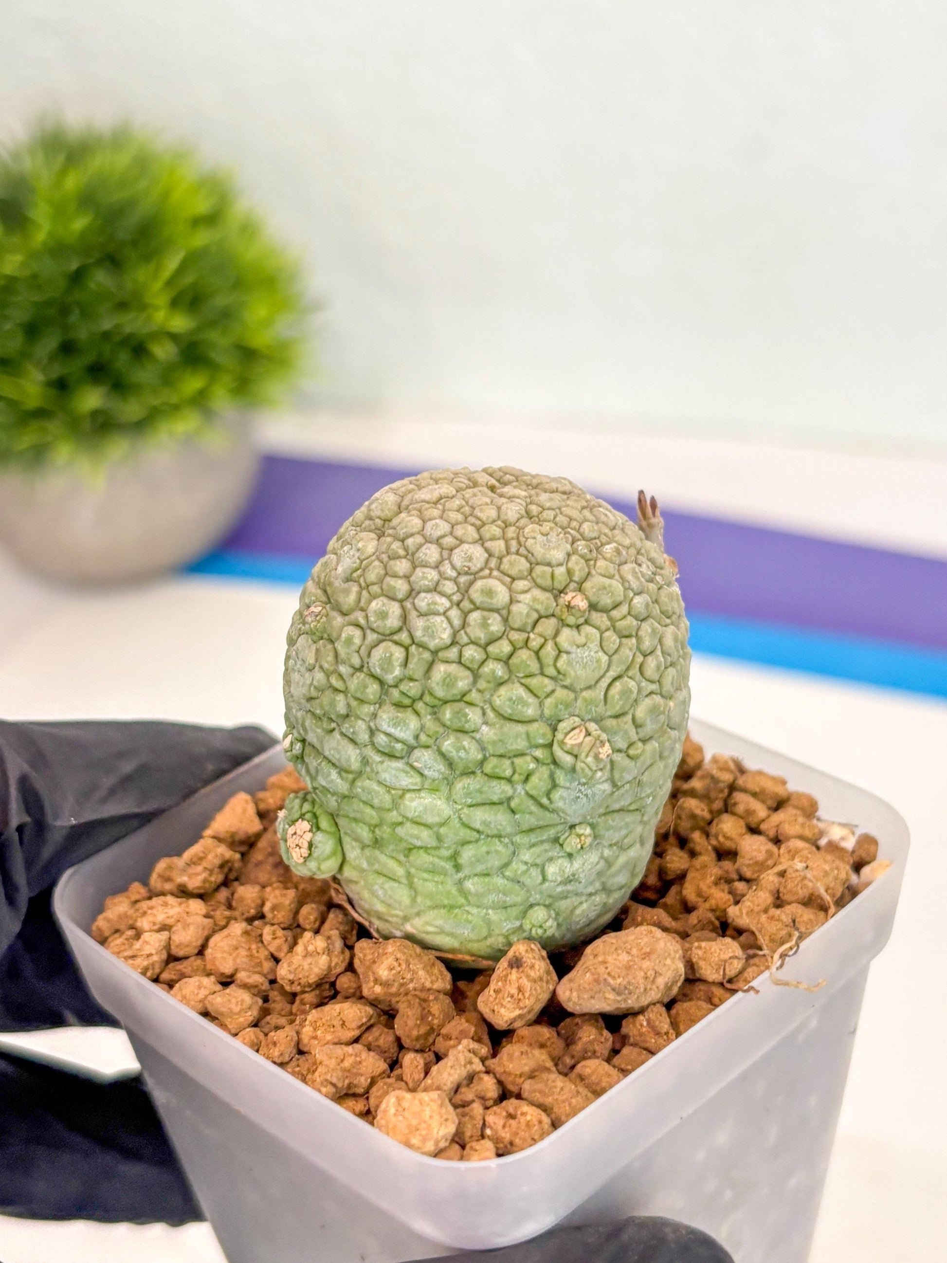 Pseudolithos Migiurtinus (14) | Rare Cactus