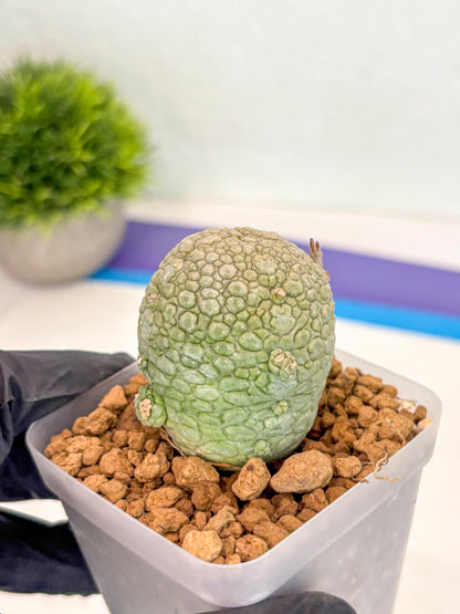 Pseudolithos Migiurtinus (14) | Rare Cactus