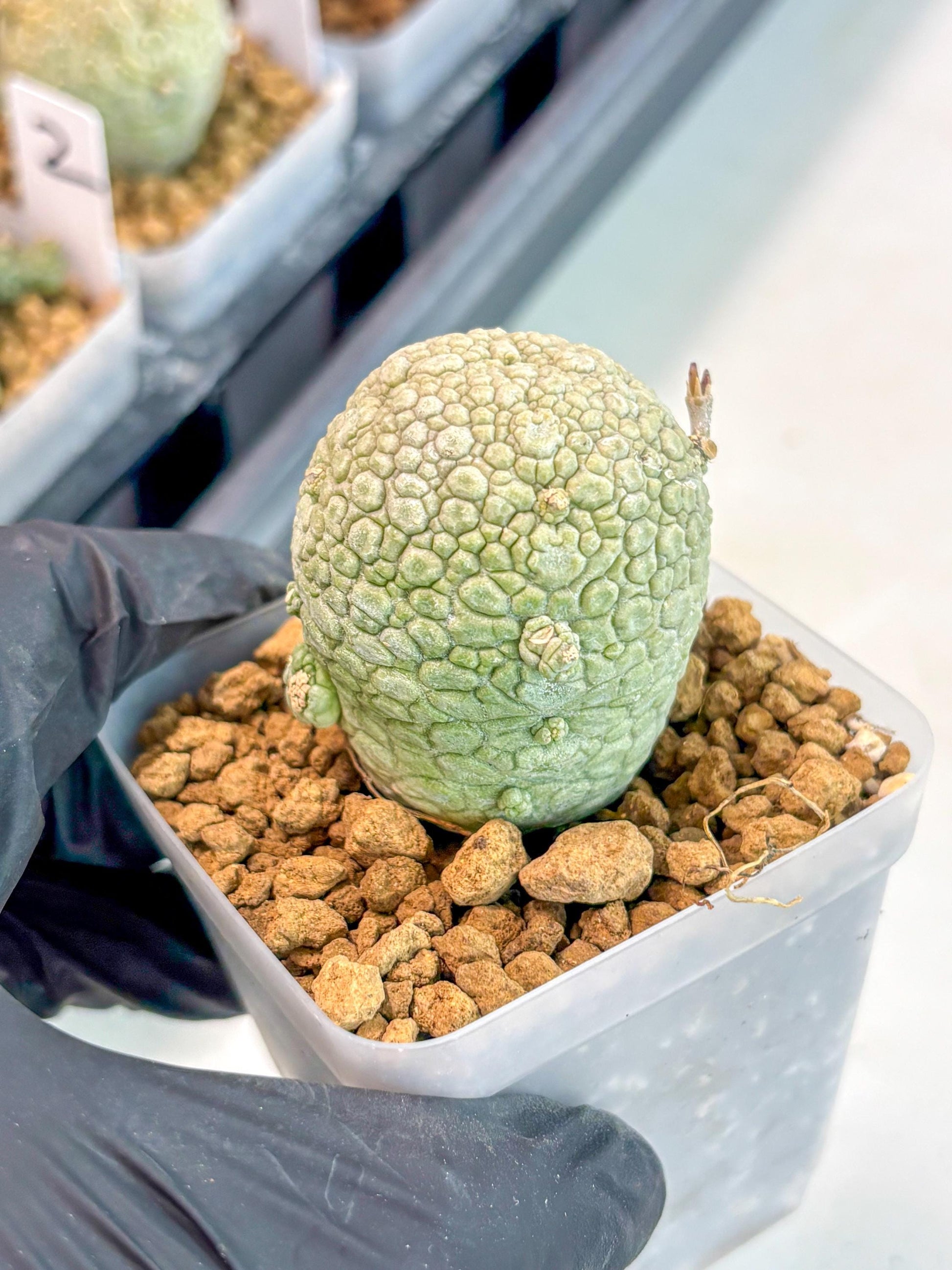 Pseudolithos Migiurtinus (14) | Rare Cactus