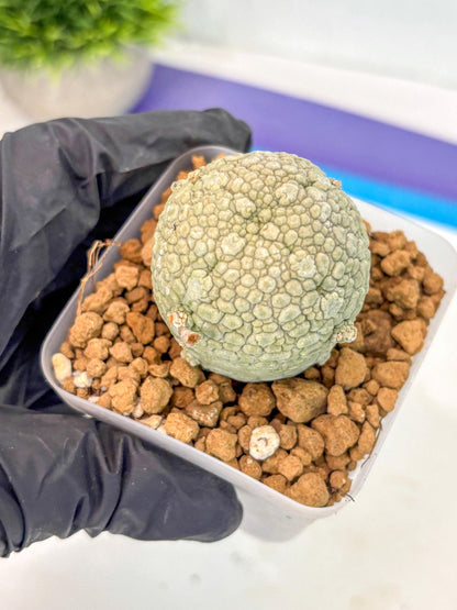Pseudolithos Migiurtinus (14) | Rare Cactus