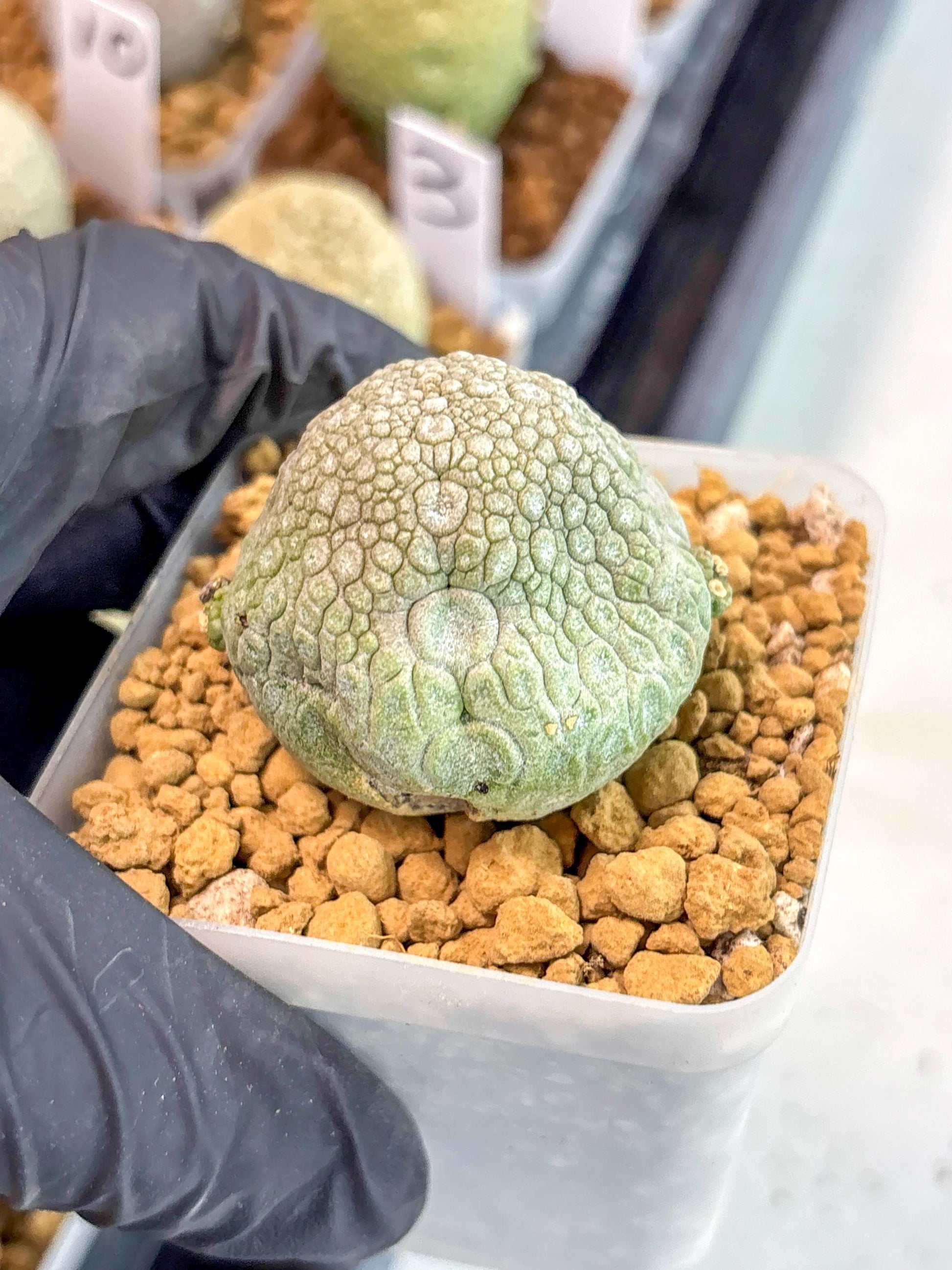 Pseudolithos Migiurtinus (17) | Rare Cactus