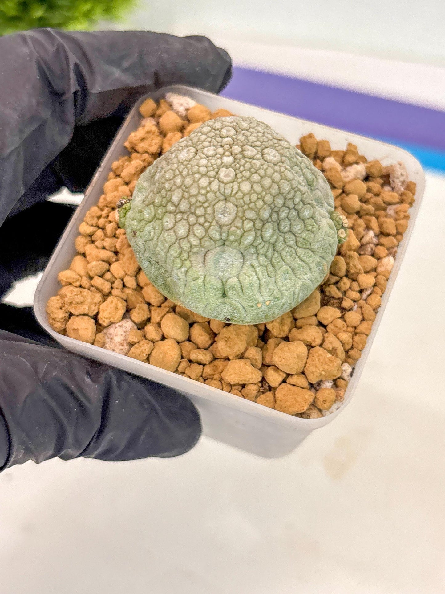 Pseudolithos Migiurtinus (17) | Rare Cactus
