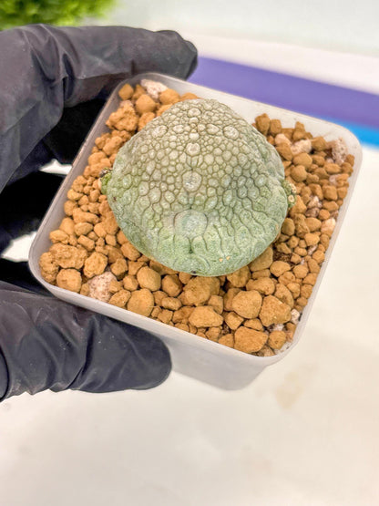 Pseudolithos Migiurtinus (17) | Rare Cactus