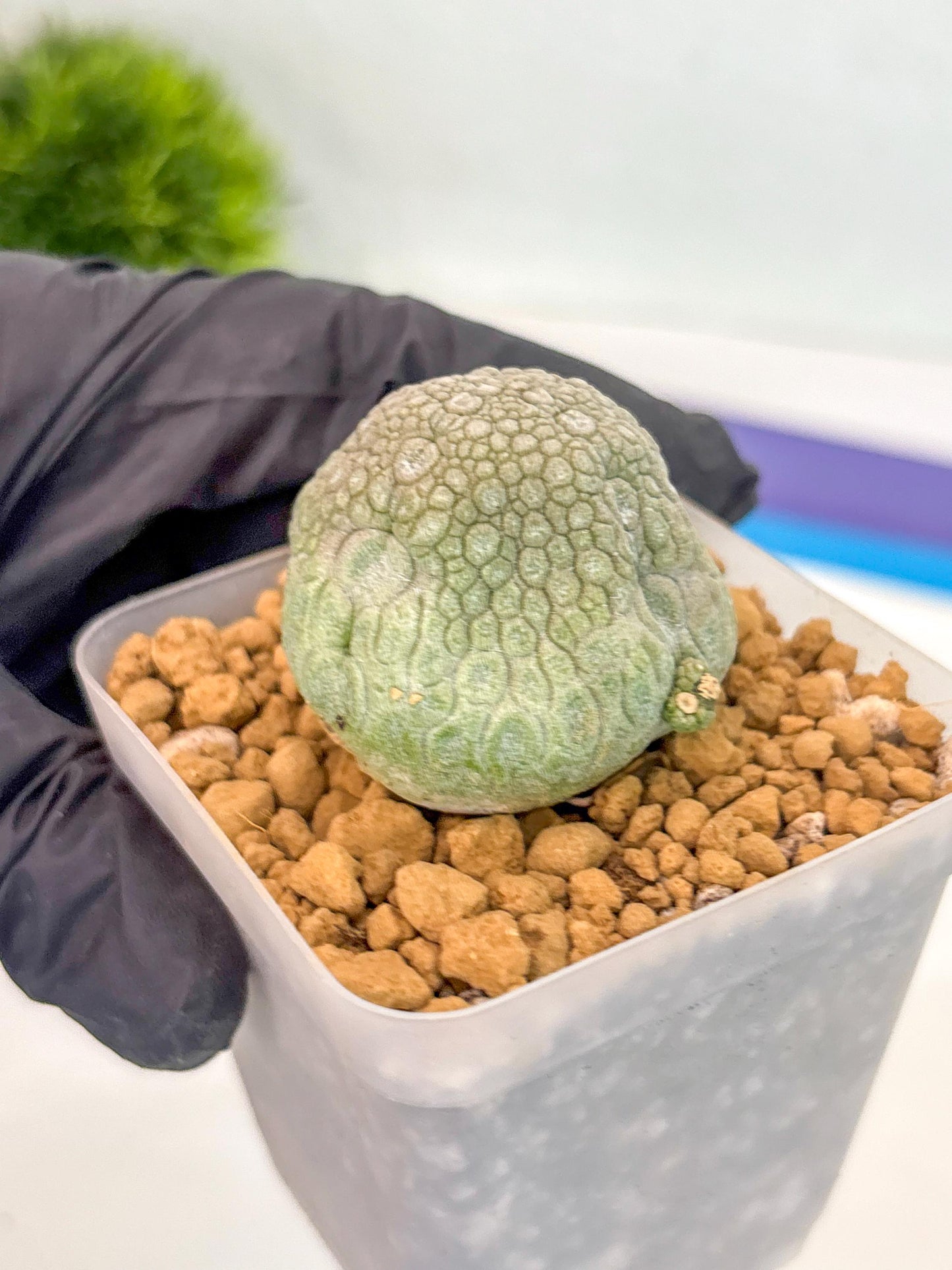 Pseudolithos Migiurtinus (17) | Rare Cactus