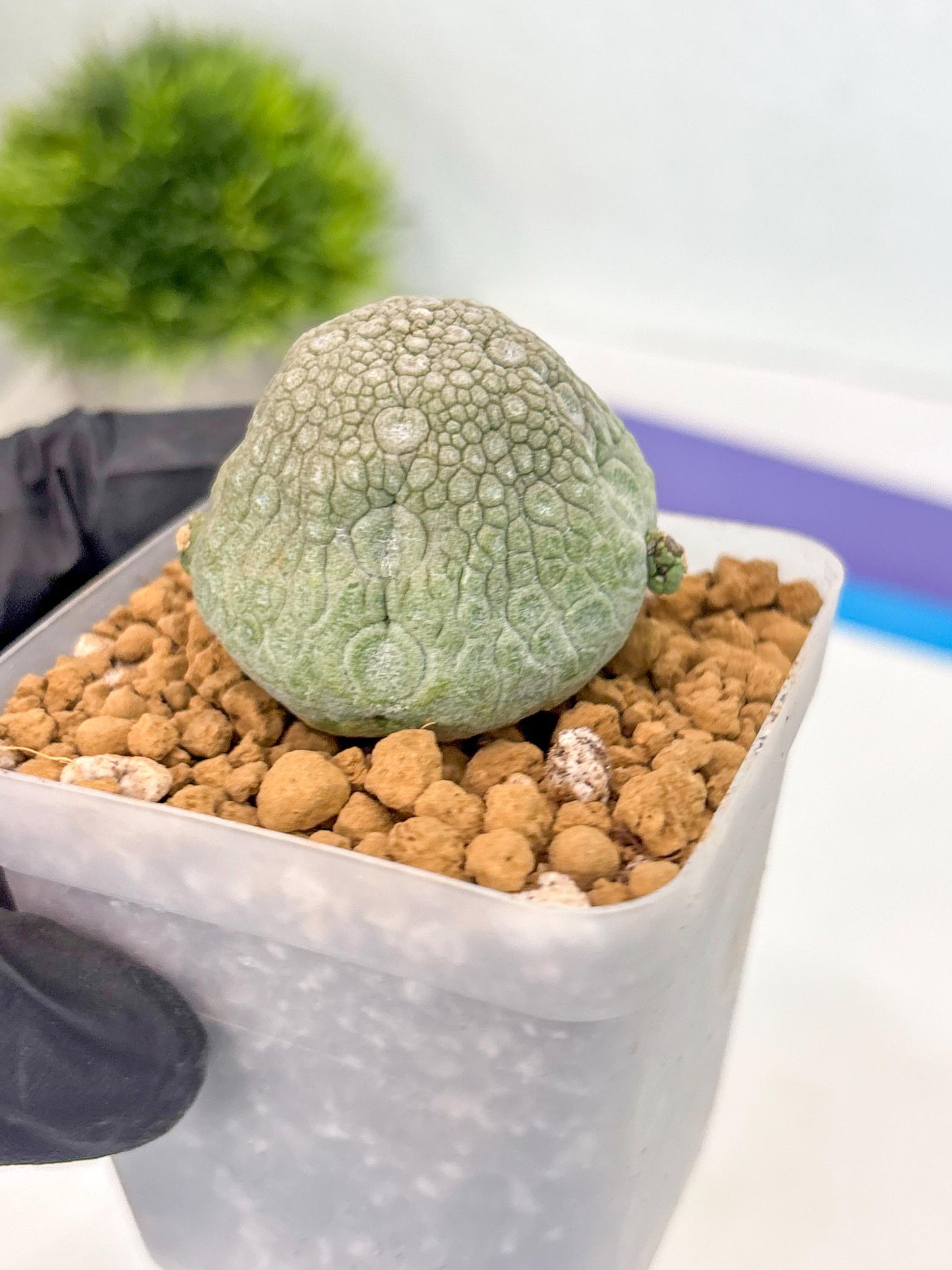 Pseudolithos Migiurtinus (17) | Rare Cactus