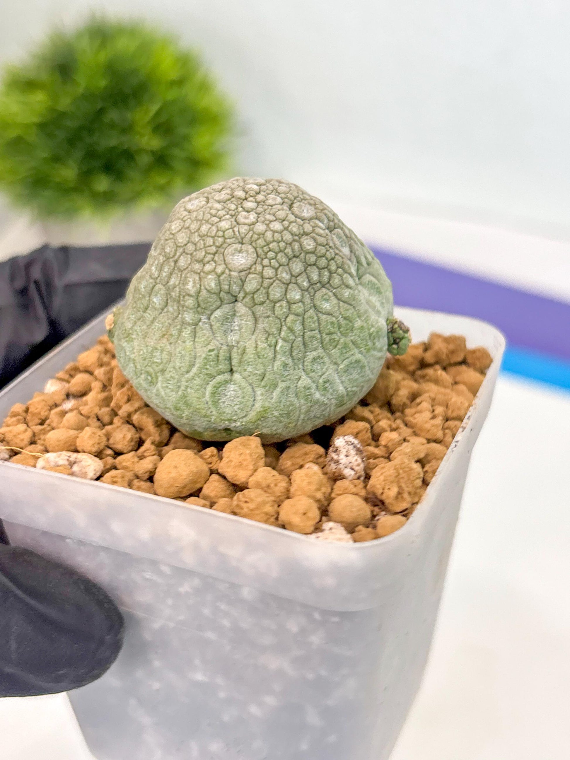Pseudolithos Migiurtinus (17) | Rare Cactus