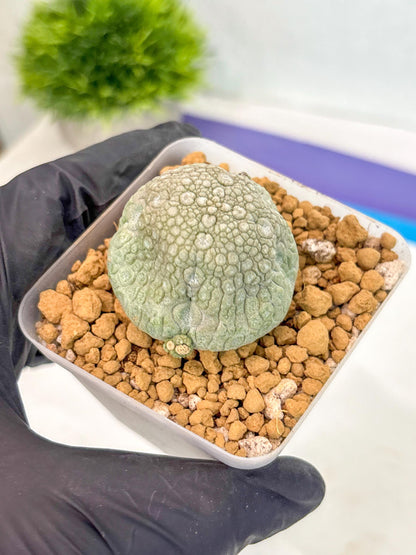 Pseudolithos Migiurtinus (17) | Rare Cactus