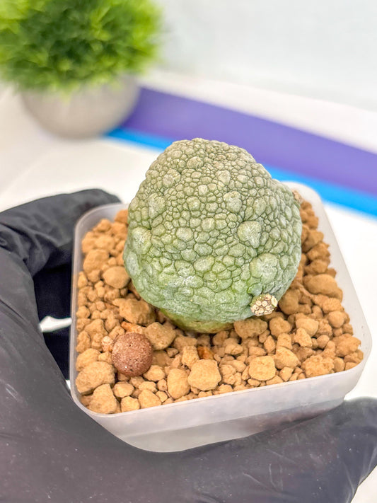 Pseudolithos Migiurtinus (18) | Rare Cactus