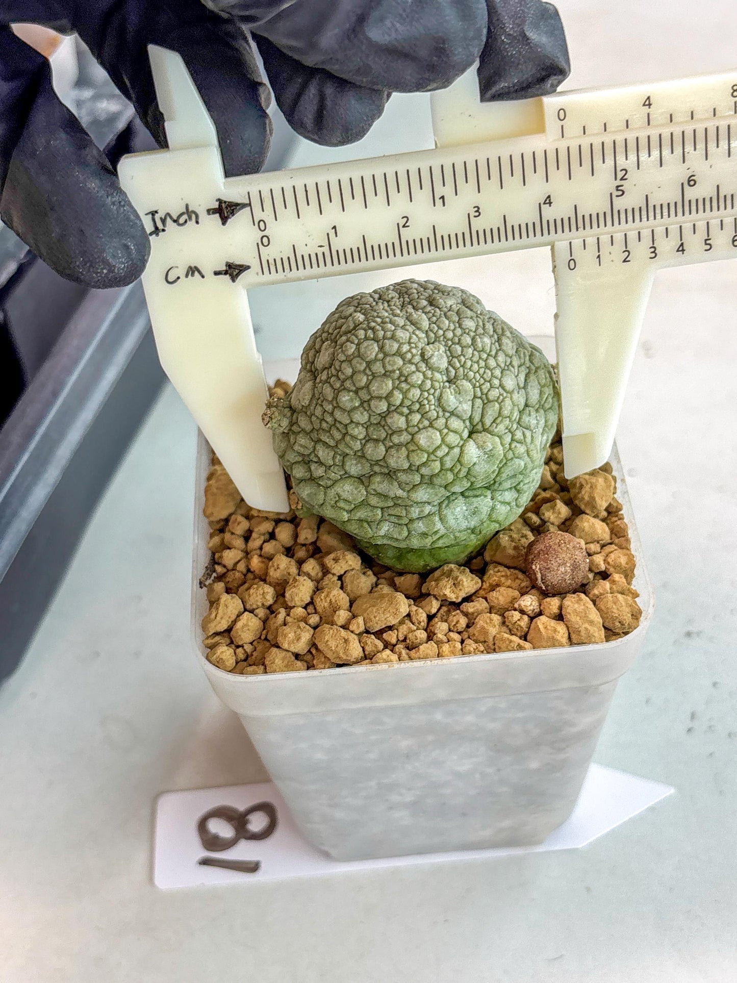 Pseudolithos Migiurtinus (18) | Rare Cactus