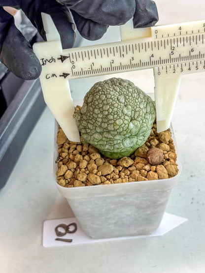 Pseudolithos Migiurtinus (18) | Rare Cactus