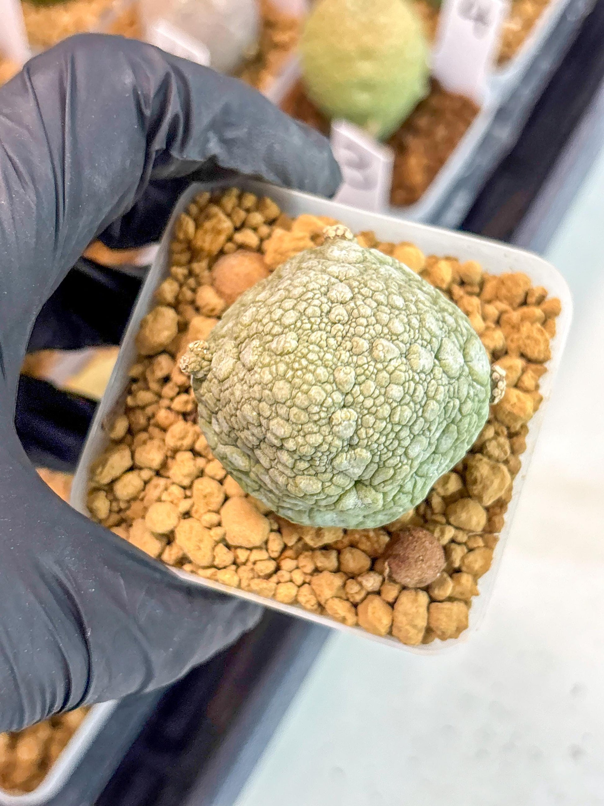 Pseudolithos Migiurtinus (18) | Rare Cactus