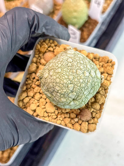 Pseudolithos Migiurtinus (18) | Rare Cactus