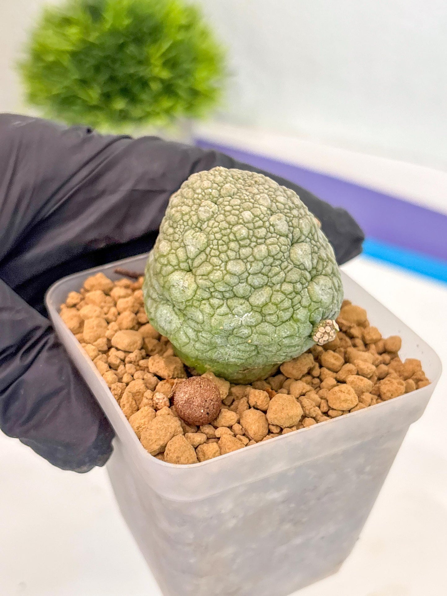Pseudolithos Migiurtinus (18) | Rare Cactus