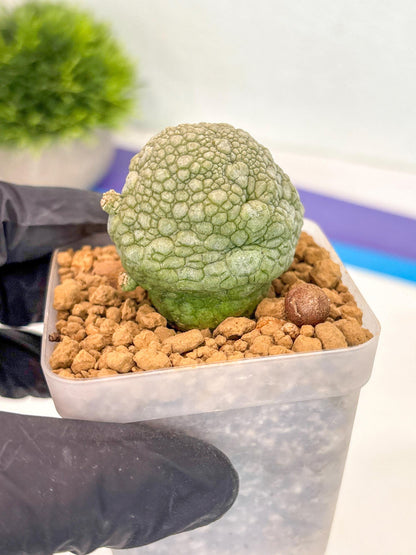Pseudolithos Migiurtinus (18) | Rare Cactus