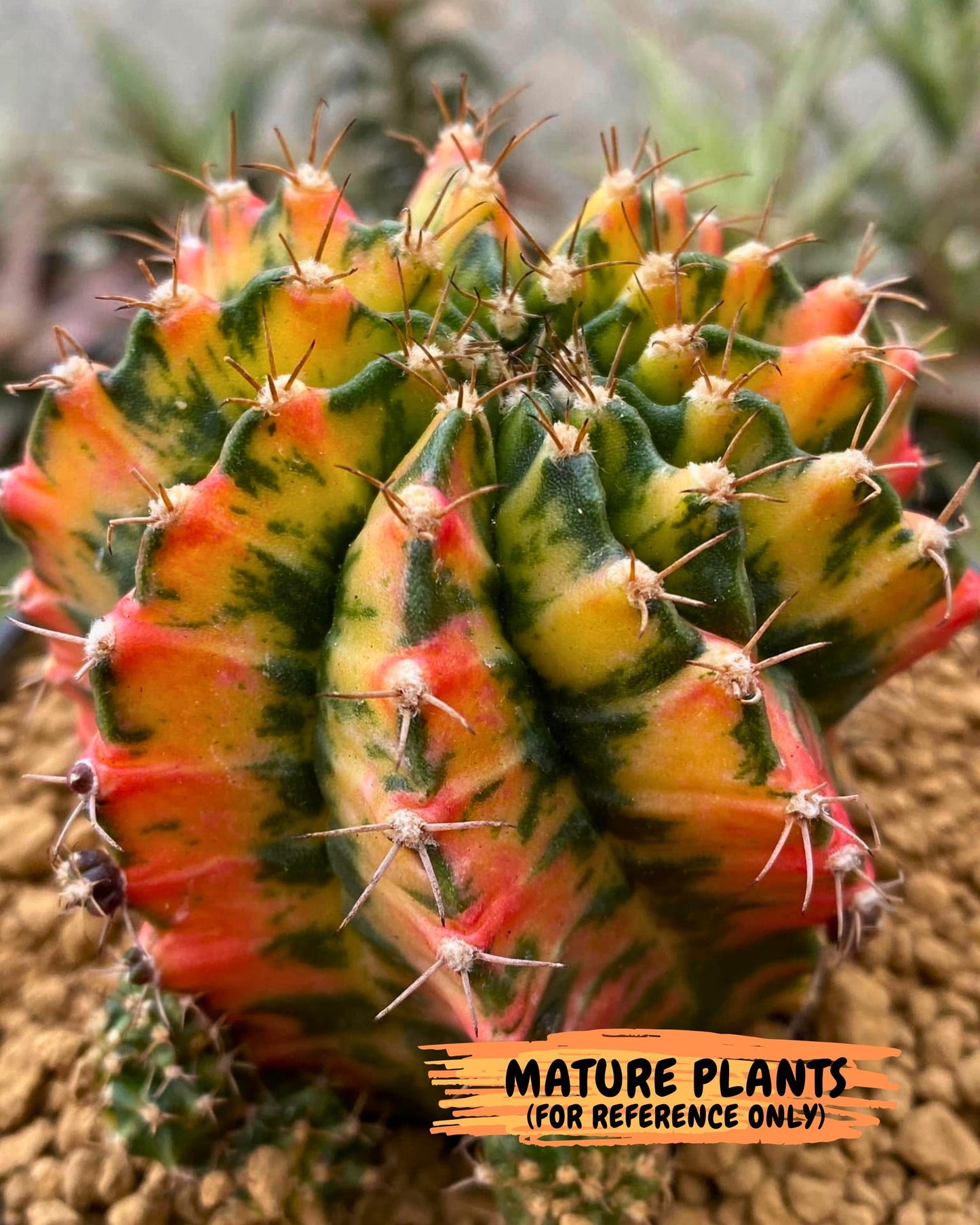 Gymnocalycium Japan Clone (gy7) (g7) | Special Hybrid cactus