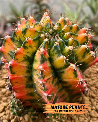 Gymnocalycium Japan Clone (gy7) (g7) | Special Hybrid cactus