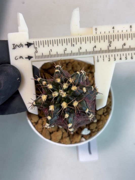 Gymnocalycium T-REX (gy6) (g1) | Special Hybrid cactus