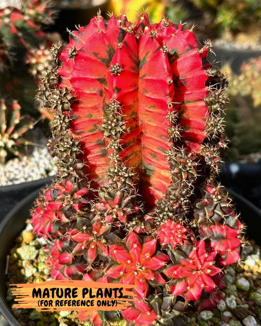 Gymnocalycium Mexican Cherry (gy6) (g2) | Special Hybrid cactus