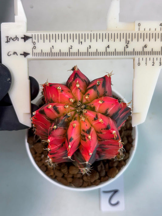 Gymnocalycium Mexican Cherry (gy6) (g2) | Special Hybrid cactus