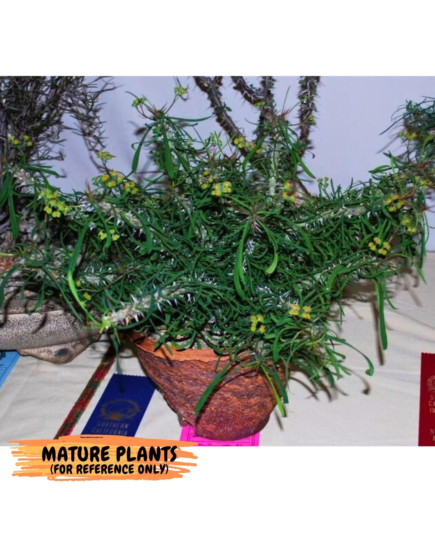 Euphorb Genoudiana (3) | imported Plants