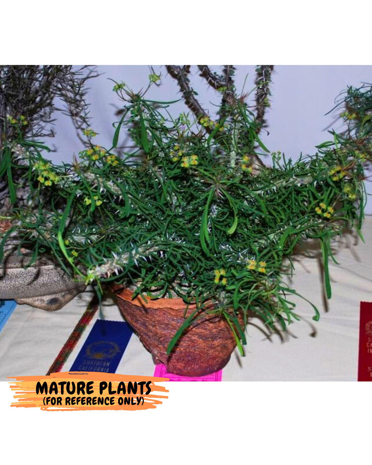 Euphorb Genoudiana (4) | imported Plants