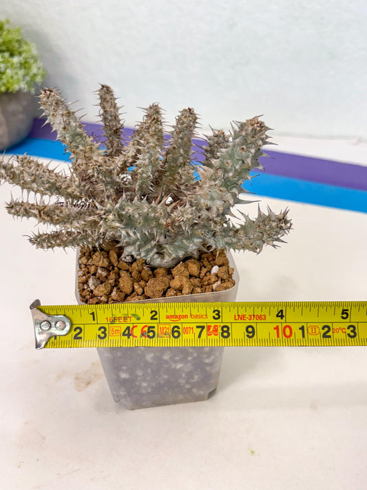 Euphorb Genoudiana (3) | imported Plants