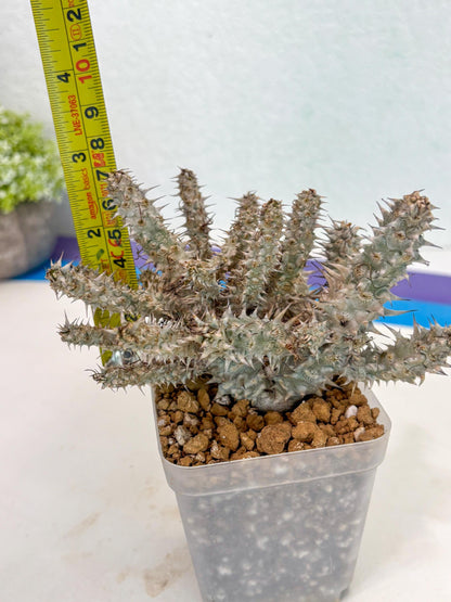 Euphorb Genoudiana (3) | imported Plants