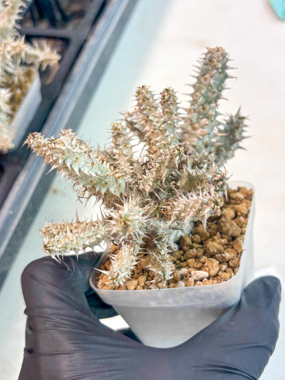 Euphorb Genoudiana (3) | imported Plants